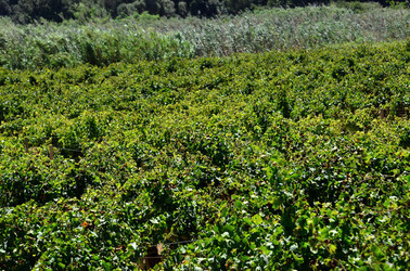GORGHI TONDI oasi di vigneti e piante Mazzara del Vallo in Sicilia. Foto di Giulio Azzarello ©2016. GORGHI TONDI oasi di vigneti e piante Mazzara del Vallo in Sicilia. Foto di Giulio Azzarello ©2016.