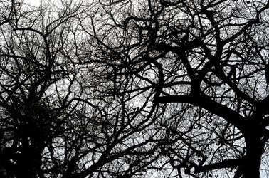 ORTO BOTANICO di Palermo in inverno. Fotografie di Giulio Azzarello &copy;2016.