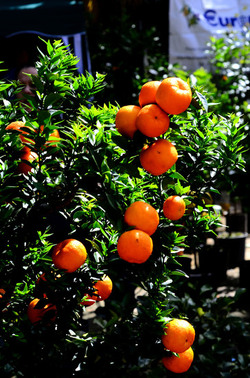 ORTO BOTANICO di Palermo in inverno. Fotografie di Giulio Azzarello &copy;2016.