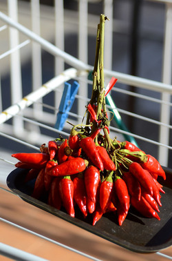 PEPERONCINO fotografie di Giulio Azzarello ©2014. PEPERONCINO fotografie di Giulio Azzarello ©2014.