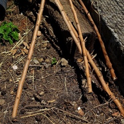GIARDINO SICILIANO. Fotografie di Giulio Azzarello ©2022. GIARDINO SICILIANO. Fotografie di Giulio Azzarello ©2022.