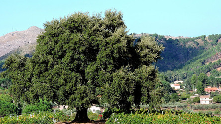 VENDEMMIA di AUTUNNO a S.Cristina Gela in Sicilia. Fotografie di Giulio Azzarello &copy;2016.