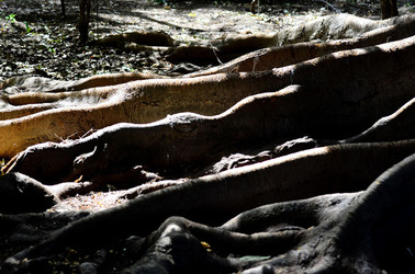 ORTO BOTANICO di Palermo in inverno. Fotografie di Giulio Azzarello &copy;2016.