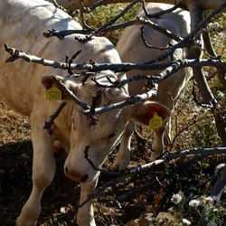 BESTIE. Fotografie di Giulio Azzarello ©2022. BESTIE. Fotografie di Giulio Azzarello ©2022.