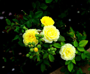 CAMPAGNA SICILIANA. Fotografie di Giulio Azzarello &copy;2016.