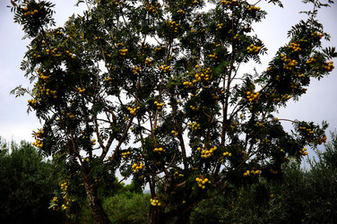 CAMPAGNA SICILIANA. Fotografie di Giulio Azzarello &copy;2016.