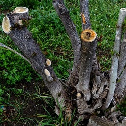 TRONCHI. Fotografie di Giulio Azzarello ©2022.