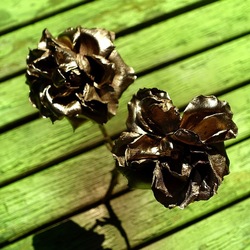 METALLICO. Fotografia di Giulio Azzarello &copy;2023.