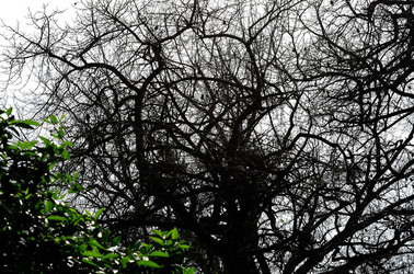 ORTO BOTANICO di Palermo in inverno. Fotografie di Giulio Azzarello &copy;2016.