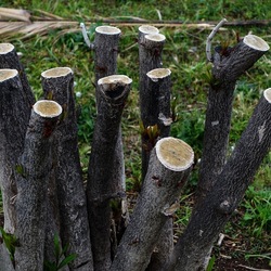TRONCHI. Fotografie di Giulio Azzarello ©2022.