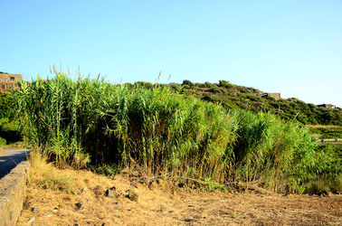 ISOLA DI USTICA la natura. Fotografie di Giulio Azzarello &copy;2016.
