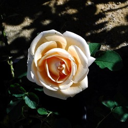 ORTO BOTANICO di PALERMO. Fotografie di Giulio Azzarello ©2019.