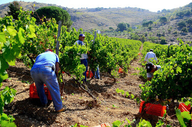 VENDEMMIA a S.Cristina Gela i coltivatori. Fotografie di Giulio Azzarello ©2016. VENDEMMIA a S.Cristina Gela i coltivatori. Fotografie di Giulio Azzarello ©2016.