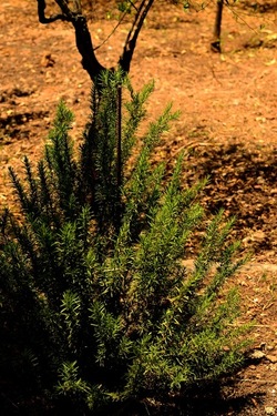 GIARDINO fotografie di Giulio Azzarello ©2019. GIARDINO fotografie di Giulio Azzarello ©2019.