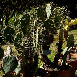 ORTO BOTANICO DI PALERMO. Fotografie di Giulio Azzarello ©2022. ORTO BOTANICO DI PALERMO. Fotografie di Giulio Azzarello ©2022.