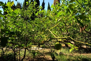 GIARDINO SICILIANO fotografie di Giulio Azzarello ©2021. GIARDINO SICILIANO fotografie di Giulio Azzarello ©2021.