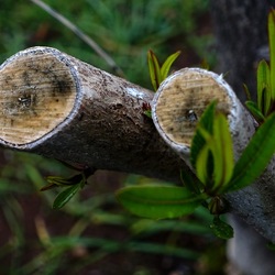TRONCHI. Fotografie di Giulio Azzarello ©2022.