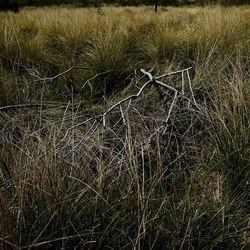 PIANTE. Fotografie di Giulio Azzarello ©2022. PIANTE. Fotografie di Giulio Azzarello ©2022.