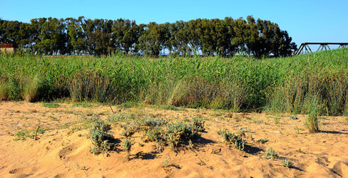 CANNETI in SICILIA. Fotografie di Giulio Azzarello &copy;2016.