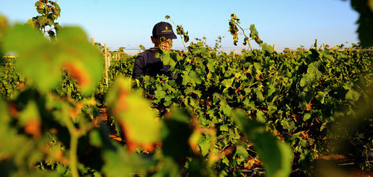 VENDEMMIA a Mazzara del Vallo in Sicilia con i contadini. Fotografie di Giulio Azzarello ©2016. VENDEMMIA a Mazzara del Vallo in Sicilia con i contadini. Fotografie di Giulio Azzarello ©2016.