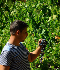 VENDEMMIA a S.Cristina Gela i coltivatori. Fotografie di Giulio Azzarello ©2016. VENDEMMIA a S.Cristina Gela i coltivatori. Fotografie di Giulio Azzarello ©2016.