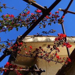 GIARDINO SICILIANO. Fotografie di Giulio Azzarello &copy;2024.