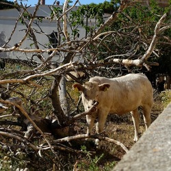 BESTIE. Fotografie di Giulio Azzarello ©2022. BESTIE. Fotografie di Giulio Azzarello ©2022.