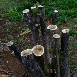 TRONCHI. Fotografie di Giulio Azzarello ©2022.