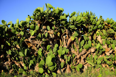 ISOLA DI USTICA la natura. Fotografie di Giulio Azzarello &copy;2016.
