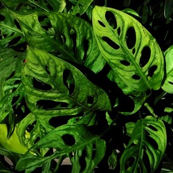 ORTO BOTANICO di PALERMO. Fotografie di Giulio Azzarello ©2019.