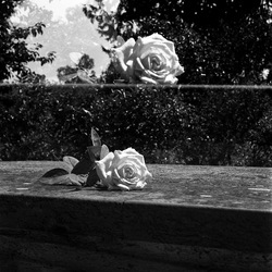 ROSE fotografie di Giulio Azzarello ©2021. ROSE fotografie di Giulio Azzarello ©2021.