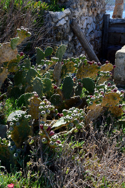 CAPO GALLO riserva marina e naturalistica a Palermo panoramiche e particolari. Fotografie di Giulio Azzarello ©2014. CAPO GALLO riserva marina e naturalistica a Palermo panoramiche e particolari. Fotografie di Giulio Azzarello ©2014.