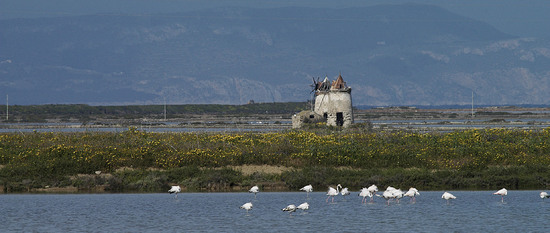 WWF Sicilia le Saline di Trapani. Fotografie di Giulio Azzarello &copy;2014.