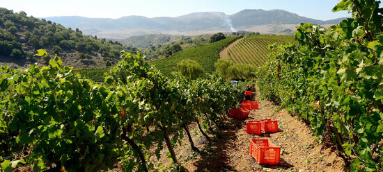 VENDEMMIA a S.Cristina Gela in Sicilia. Fotografie di Giulio Azzarello &copy;2016.