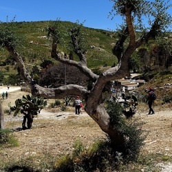 SEGESTA. Fotografie di Giulio Azzarello ©2024. SEGESTA. Fotografie di Giulio Azzarello ©2024.