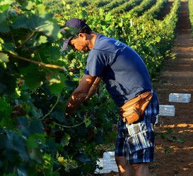 VENDEMMIA a Mazzara del Vallo in Sicilia con i contadini. Fotografie di Giulio Azzarello ©2016. VENDEMMIA a Mazzara del Vallo in Sicilia con i contadini. Fotografie di Giulio Azzarello ©2016.