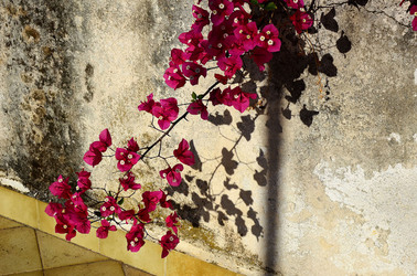 NATURA Violette siciliane in un tipico giardino in estate. Fotografie di Giulio Azzarello &copy;2014.