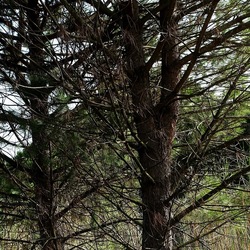 SELINUNTE. Fotografie di Giulio Azzarello ©2022. SELINUNTE. Fotografie di Giulio Azzarello ©2022.