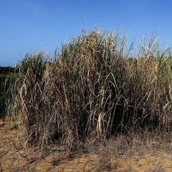 SELINUNTE. Fotografie di Giulio Azzarello ©2022. SELINUNTE. Fotografie di Giulio Azzarello ©2022.