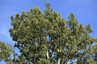 GIARDINI della BIENNALE a Venezia. Foto di Giulio Azzarello &copy;2015 2016.