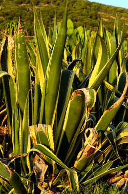 ISOLA DI USTICA la natura. Fotografie di Giulio Azzarello &copy;2016.