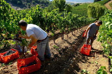 VENDEMMIA a S.Cristina Gela i coltivatori. Fotografie di Giulio Azzarello ©2016. VENDEMMIA a S.Cristina Gela i coltivatori. Fotografie di Giulio Azzarello ©2016.