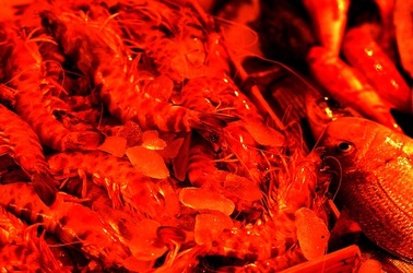 VUCCIRIA anni 90. Fotografie di Giulio Azzarello ©2022. VUCCIRIA anni 90. Fotografie di Giulio Azzarello ©2022.