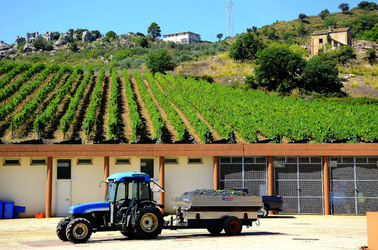 AZIENDA VITIVINICOLA in Sicilia. Fotografie di Giulio Azzarello ©2016. AZIENDA VITIVINICOLA in Sicilia. Fotografie di Giulio Azzarello ©2016.