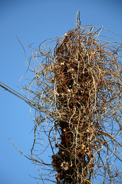 GRANDE NIDO spontaneo in campagna. Fotografie di Giulio Azzarello &copy;2014.