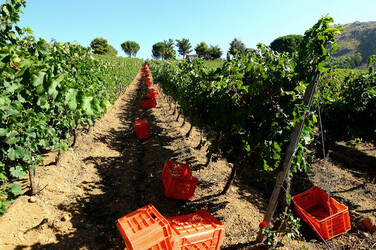 VENDEMMIA a S.Cristina Gela in Sicilia. Fotografie di Giulio Azzarello &copy;2016.