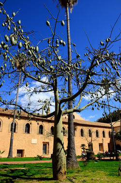MACCHIA MEDITERRANEA in Sicilia. Fotografie di Giulio Azzarello &copy;2106.
