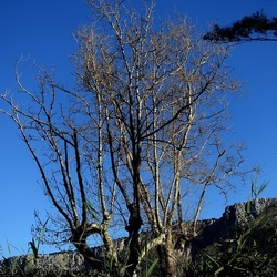ALBERI. Fotografie di Giulio Azzarello &copy;2024.
