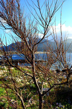 MACCHIA MEDITERRANEA in Sicilia. Fotografie di Giulio Azzarello &copy;2106.