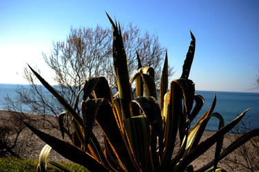 AGAVE selvatica sul mare in Sicilia a Cefalù. Fotografie di Giulio Azzarello ©2014. AGAVE selvatica sul mare in Sicilia a Cefalù. Fotografie di Giulio Azzarello ©2014.